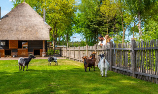 Animal Meadow - EuroParcs De Wije Werelt - Otterlo, Gelderland, Netherlands