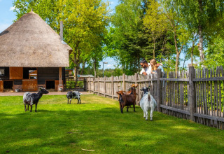 Animal Meadow - EuroParcs De Wije Werelt - Otterlo, Gelderland, Netherlands